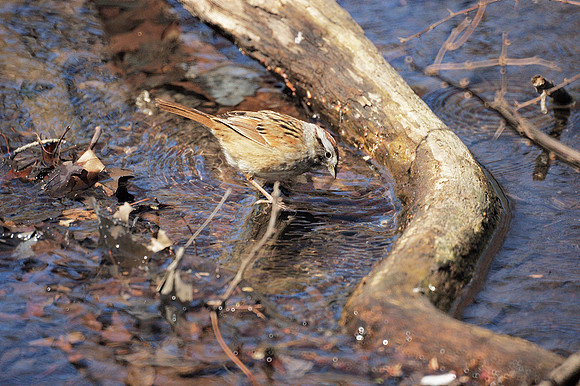 Swamp Sparrow, Central Park