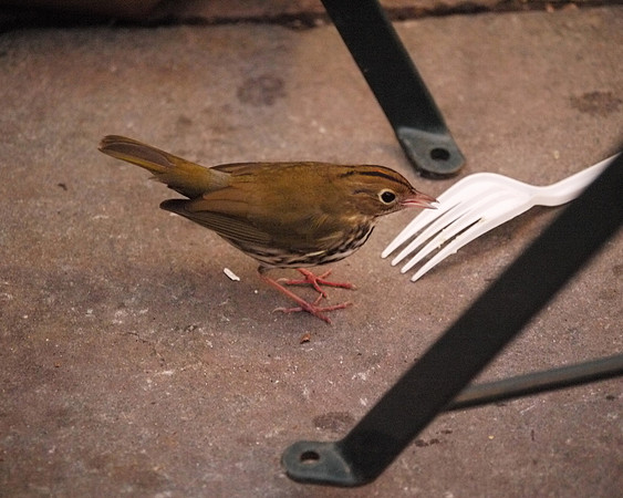 Ovenbird, Bryant Park