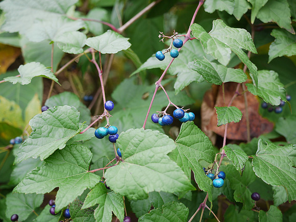 Blue berries, NY Botanical Garden
