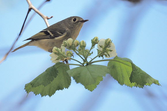 Ruby-Crowned Kinglet, NY Botanical Garden