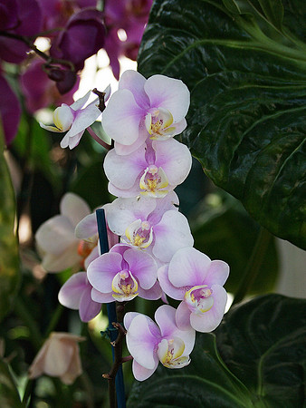 Phalaenopsis Orchid