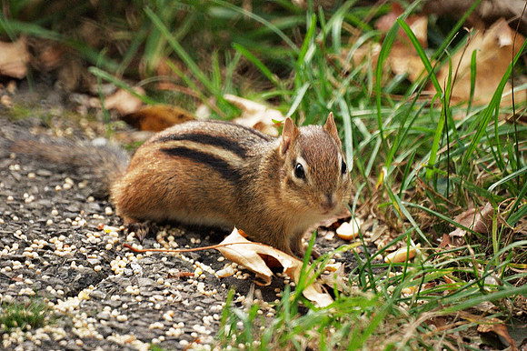 Chipmunk, NY Botanical Garden