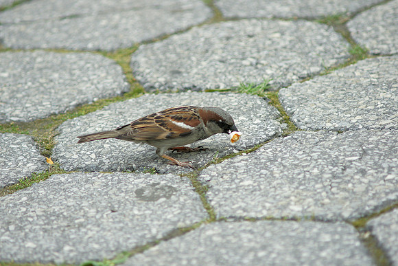Sparrow and popcorn