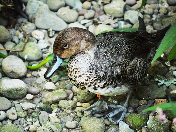 Duck, Queens Zoo