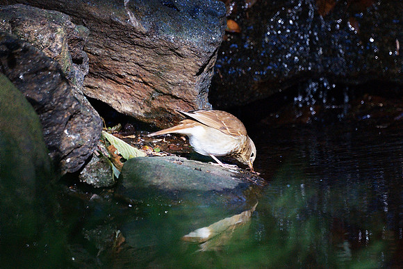 Thrush having a drink