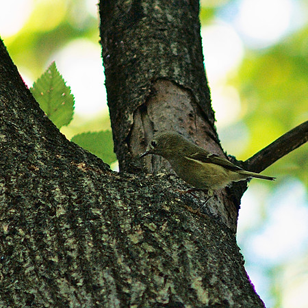 Ruby-Crowned Kinglet