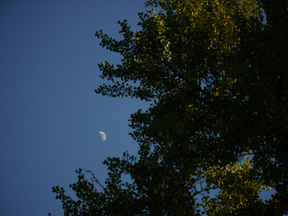 Moon and trees