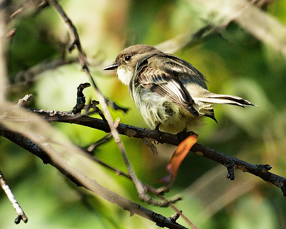 Eastern Phoebe, Central Park