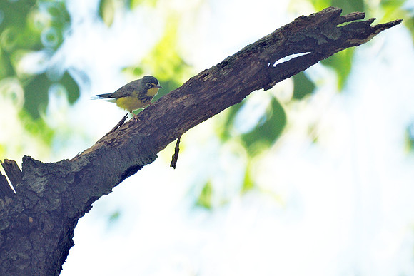 Canada Warbler, Central Park