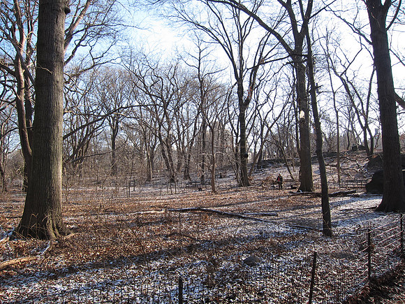 Evodia field, The Ramble, Central Park