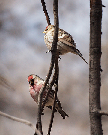 Common Redpolls, Central Park