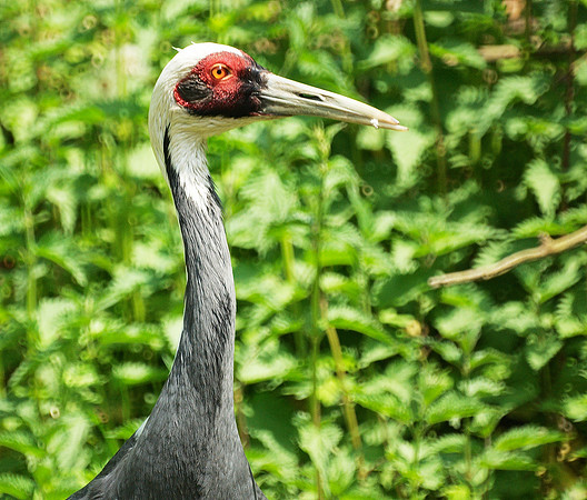 White-Naped Crane, Bronx Zoo