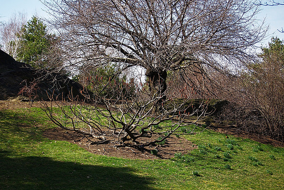 Trees, New York Botanical Garden