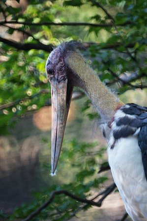 Lesser Adjutant Stork