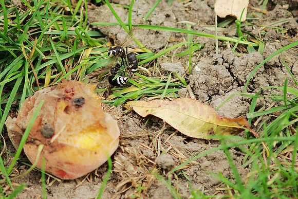 Wasps fighting