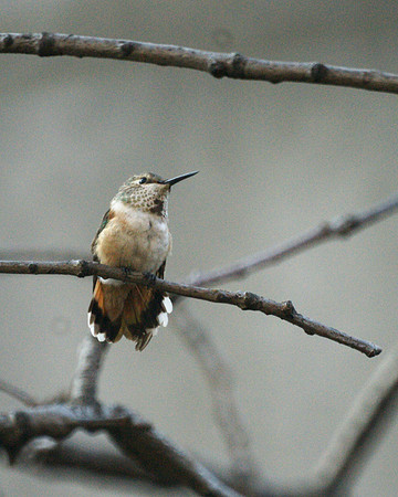 Rufous Hummingbird, Theodore Roosevelt Park