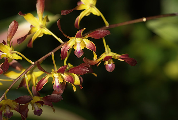Dendrobium Pumpkin Patch