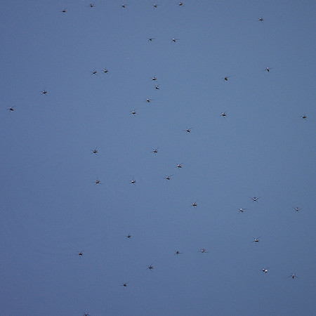 Waterstrider convention, Brooklyn Botanic Garden