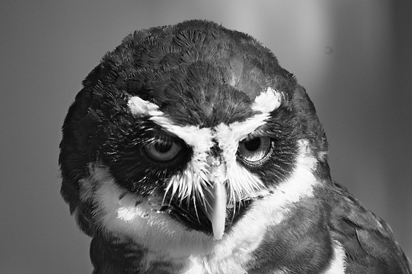 Owl B&W