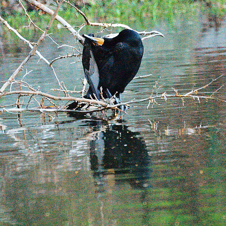 cormorant yoga