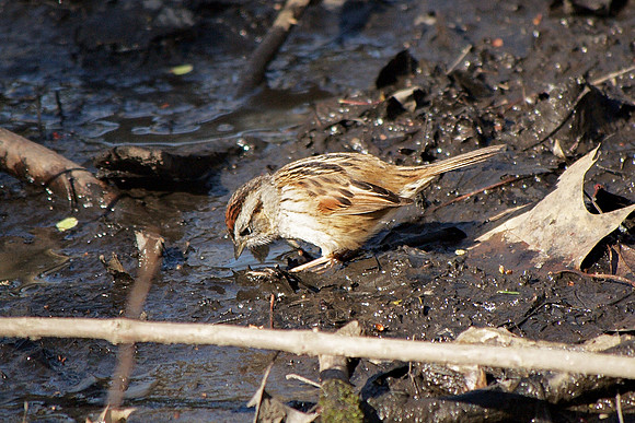 Swamp Sparrow, Central Park