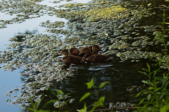 duckling clump, duckweed clumps