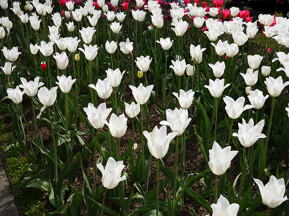 Tulips, Brooklyn Botanic Garden