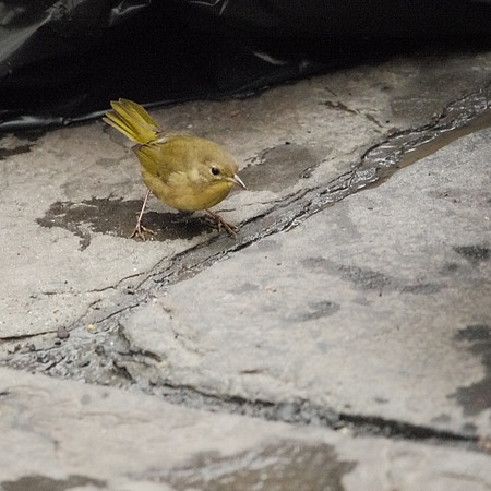 Common Yellowthroat, Bryant Park