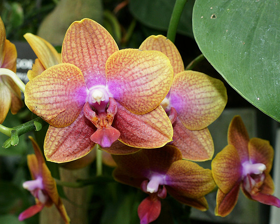 Phalaenopsis