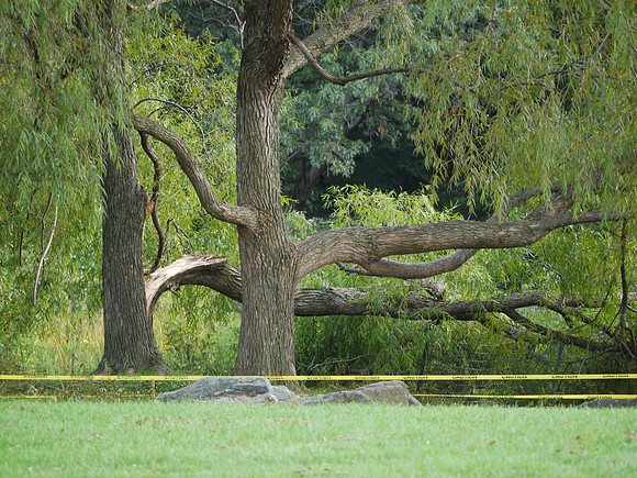 At Turtle Pond, after Hurricane Irene