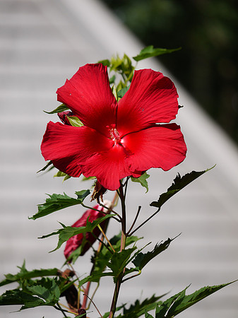 Hibiscus, East Hampton