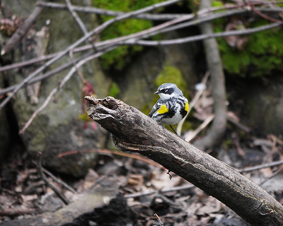 Yellow-Rumped Warbler, Central Park