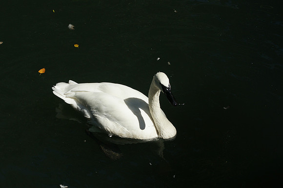 Swan, Queens Zoo