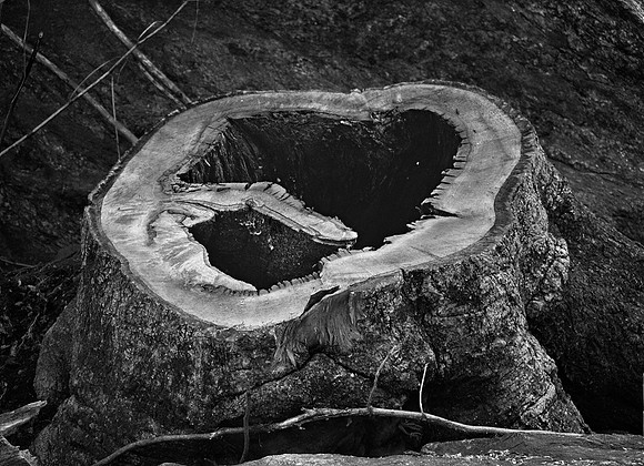 Tree stump, The Ramble