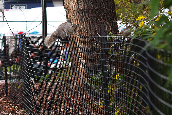 Squirrel, Union Square Park