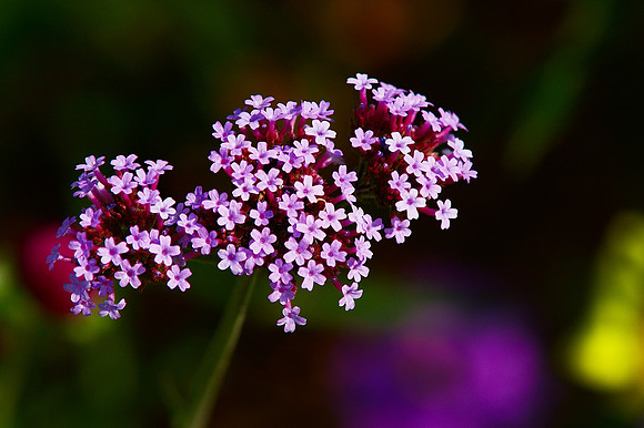 HBW
