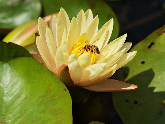 Bee and Water Lily