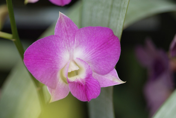 Dendrobium hybrid