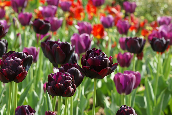 Tulips, Brooklyn Botanic Garden