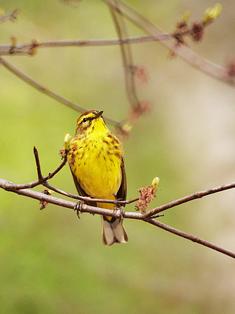 Palm Warbler, NY Botanical Garden
