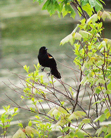 Red-Winged Blackbird, Turtle Pond