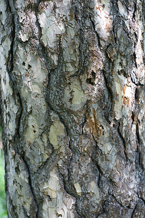 Tree bark, Central Park