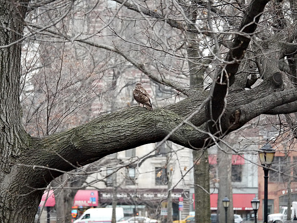 Hawk and Columbus Avenue