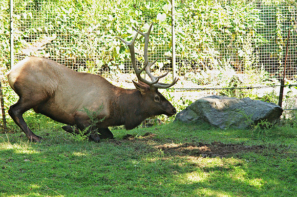 Roosevelt Elk, settling down