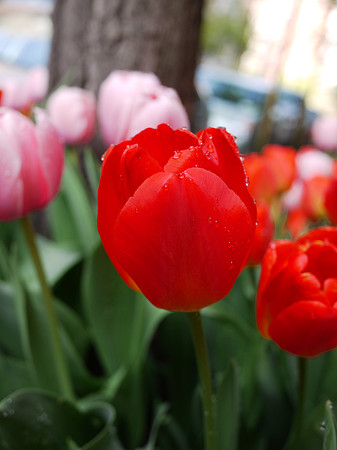 Street tulip, Yorkville