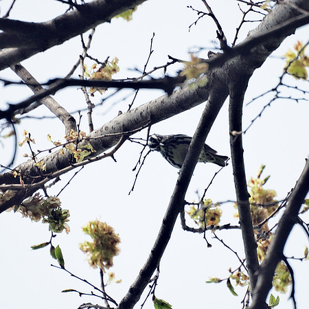 Black and White Warbler looking down at me