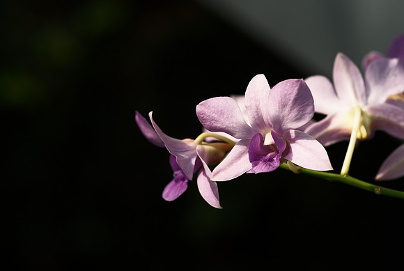 Dramatic Dendrobium