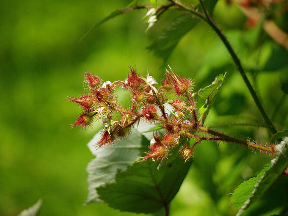 Wild raspberry
