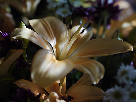 Day Lily