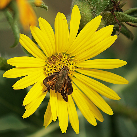 Skipper and daisy, Brooklyn Botanic Garden